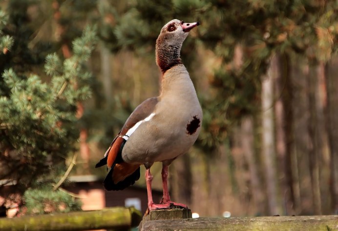 Гусь Нильский фото