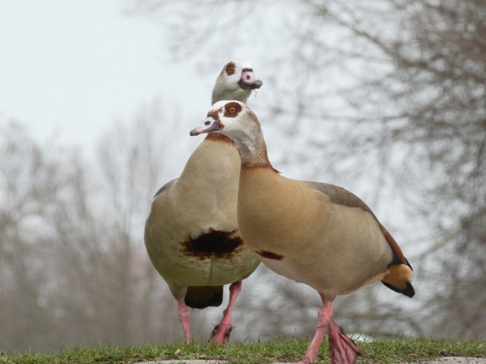 Гусь коричневый дикий