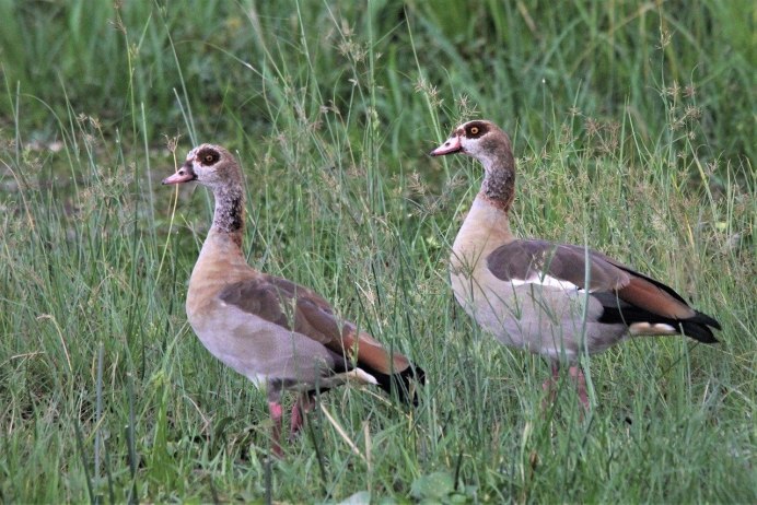 Цветная водоплавающая птица