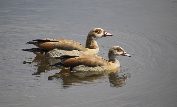 Каменный Гусь птица