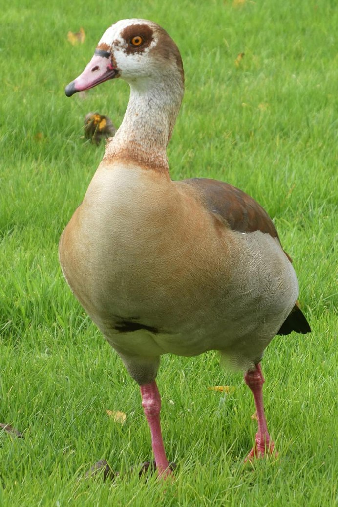 Гибриды нильских гусей фото