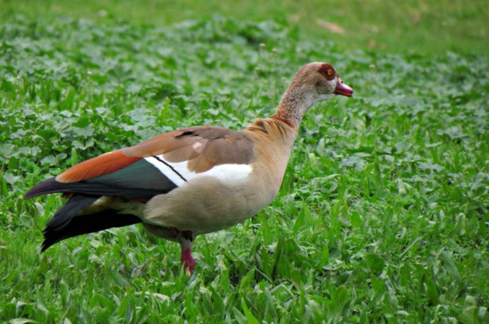 Норные утки фото