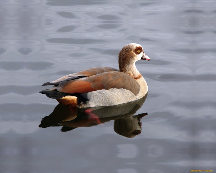 Гуси на траве Египет