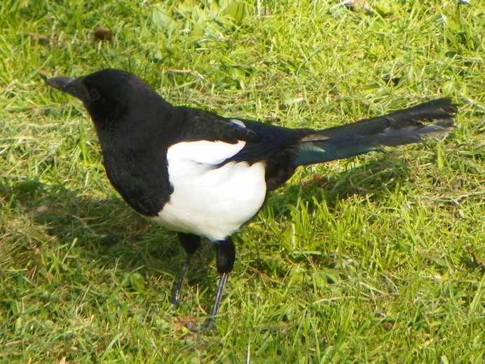 Сорока Magpie