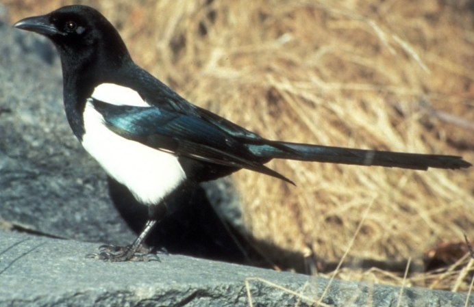 Yellow-billed Magpie