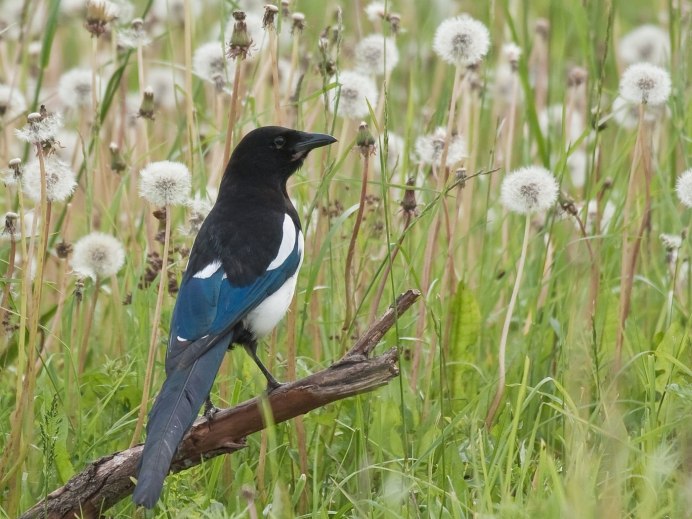 Сорока Magpie