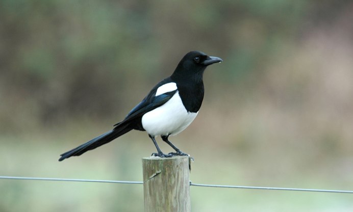 Pica hudsonia американская сорока