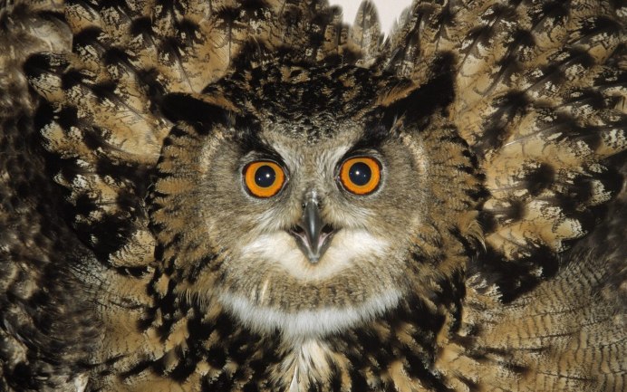 Филин обыкновенный (Bubo Bubo)
