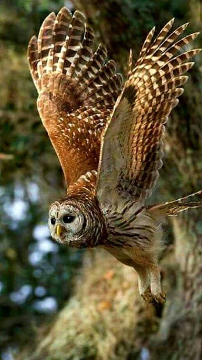 Bubo Bubo в полёте