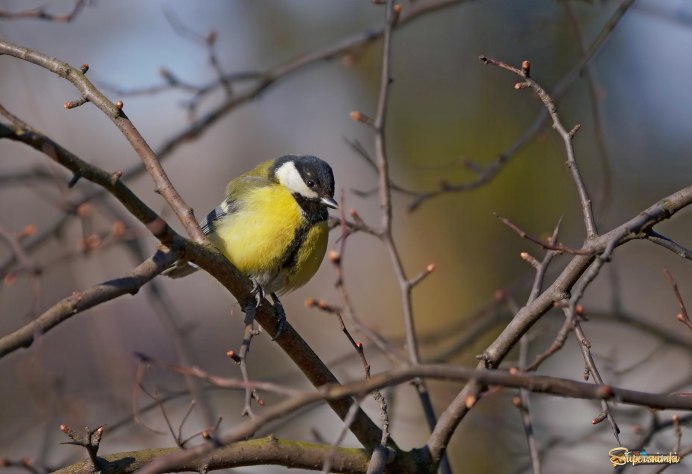 Синица красная