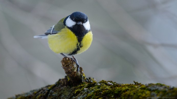 Синичка на ладони