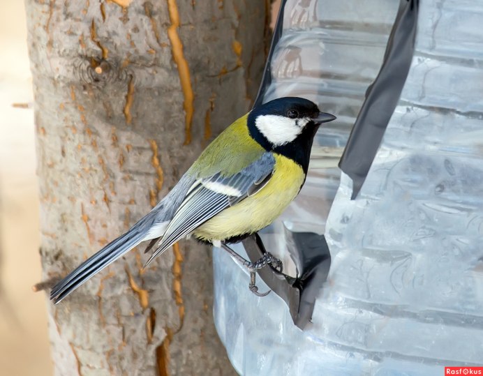 Синица-лазоревка летом