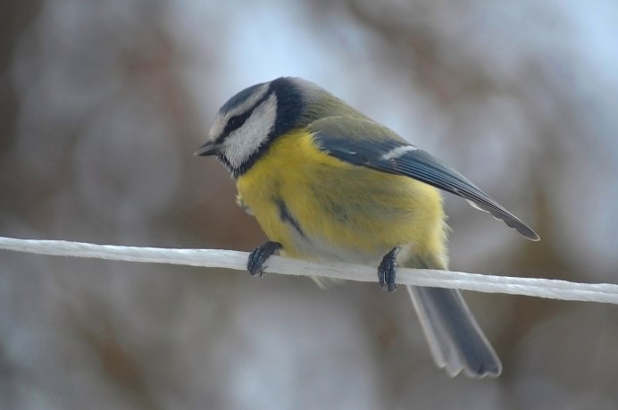 Синица прилетела