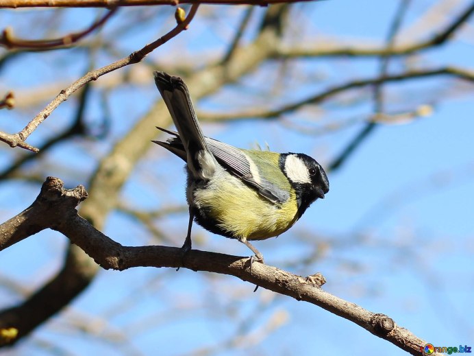 Смитсоновский институт синички