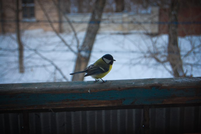 Любительские фото птиц