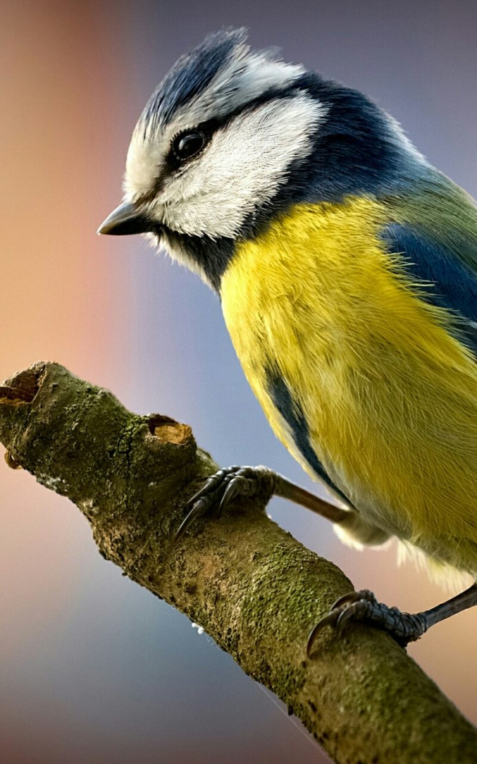 Синица лазоревка