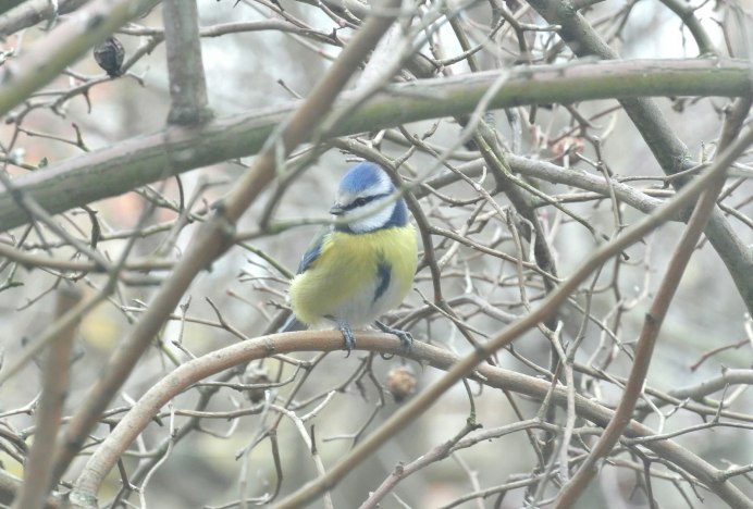 Синица Перелетная