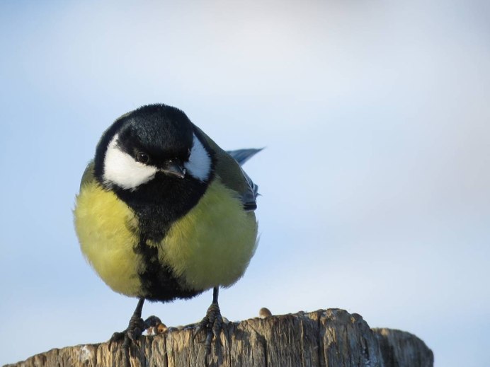 Что едят синички