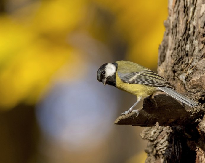 Фон с синичками