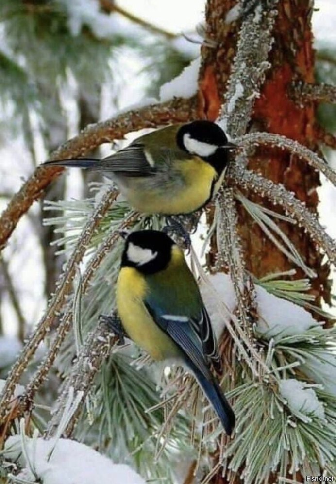 Синица биотоп