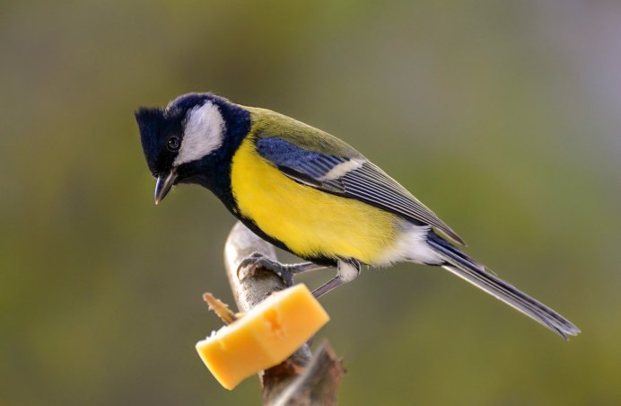 Синица ест паука