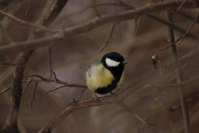 Красивая синичка