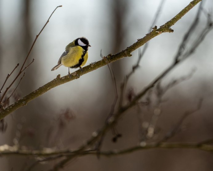Крылья синицы