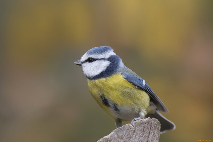 Синица зимой