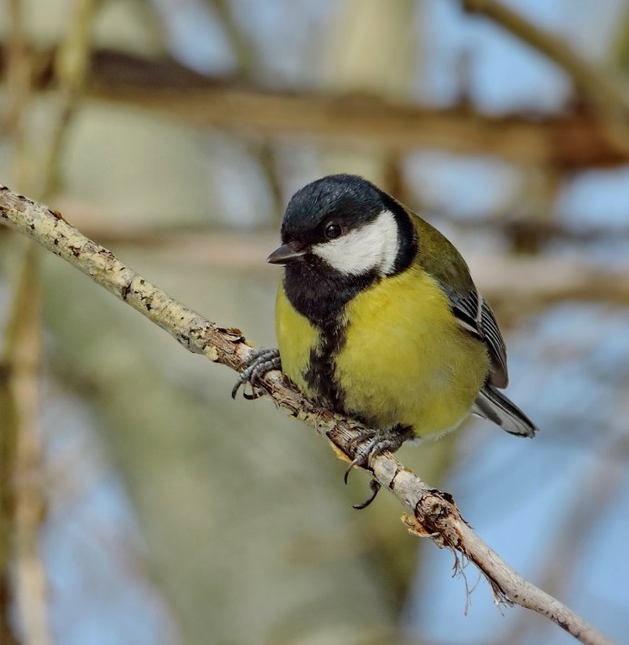 Синица размах крыльев