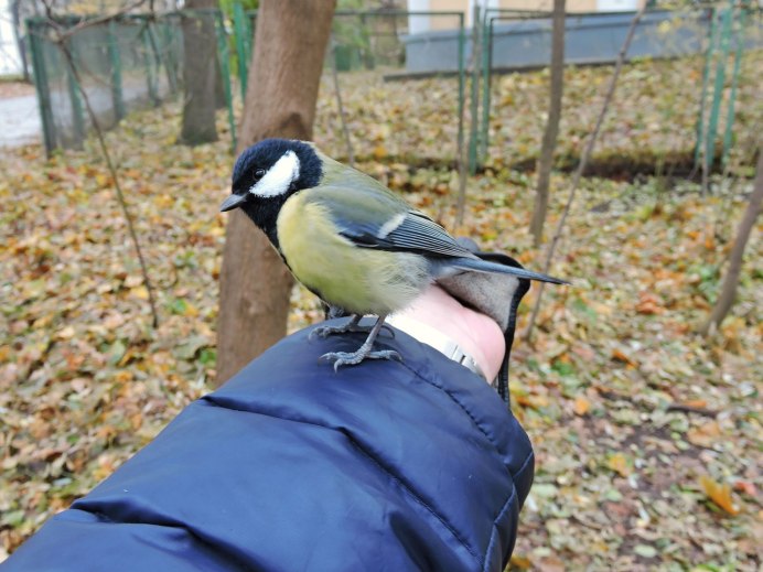 Синички осенью