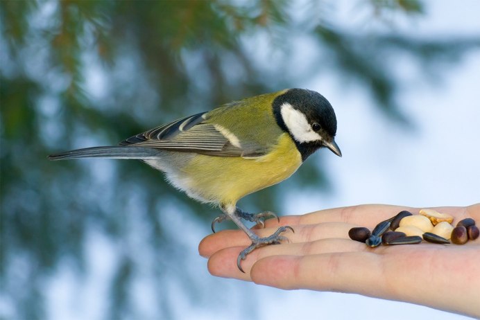 Синица лазоревка зимой