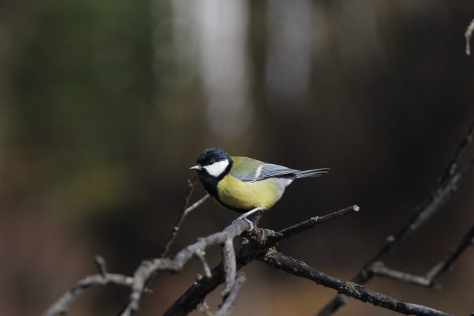Синицы Забайкалья