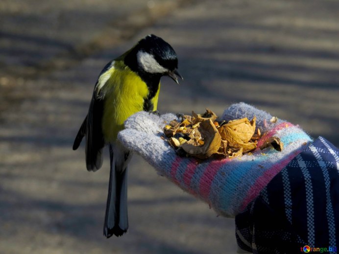 Синичка в парке