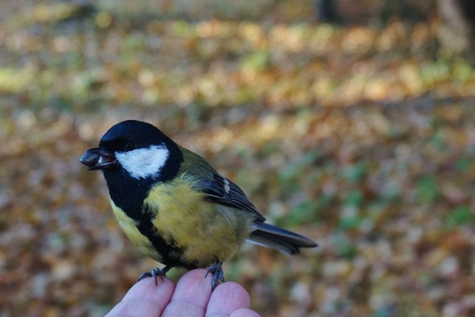 Синица у дома сеть в Ярославле