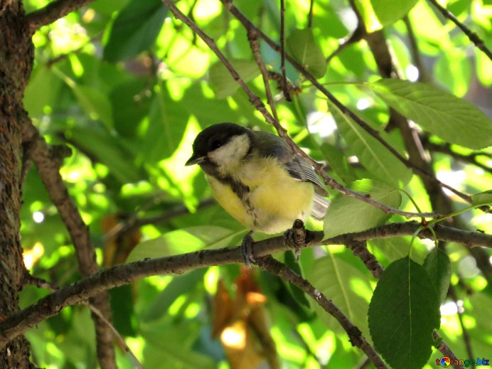 Лесная синица фото