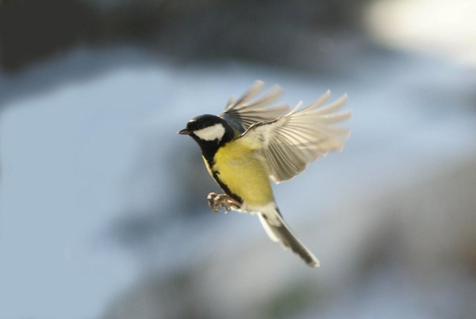 Любовь синица