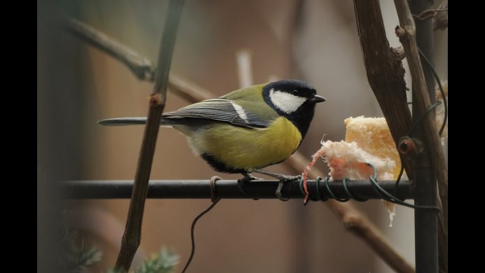Синицы лазоревки на ветке