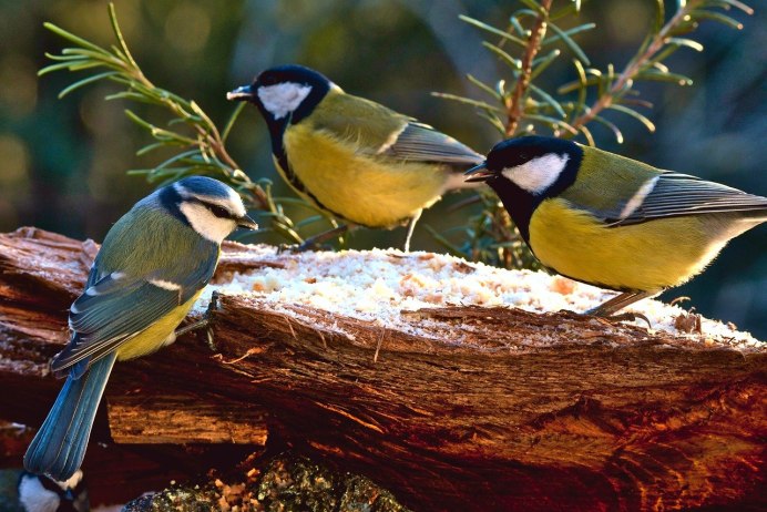 Наглая синичка