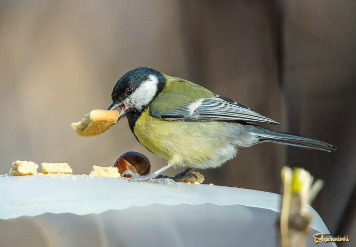 Синица лазоревка