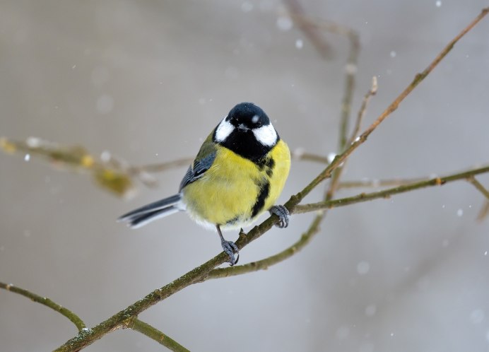 Большая синица на дереве