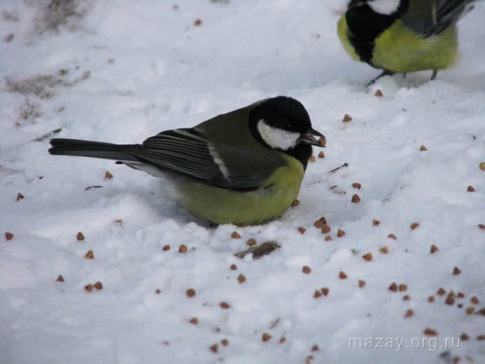 Синица обои