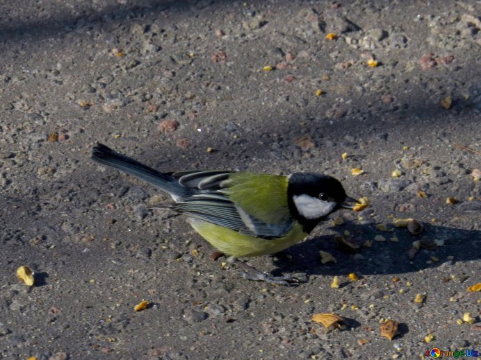 Лазоревка издалека фото