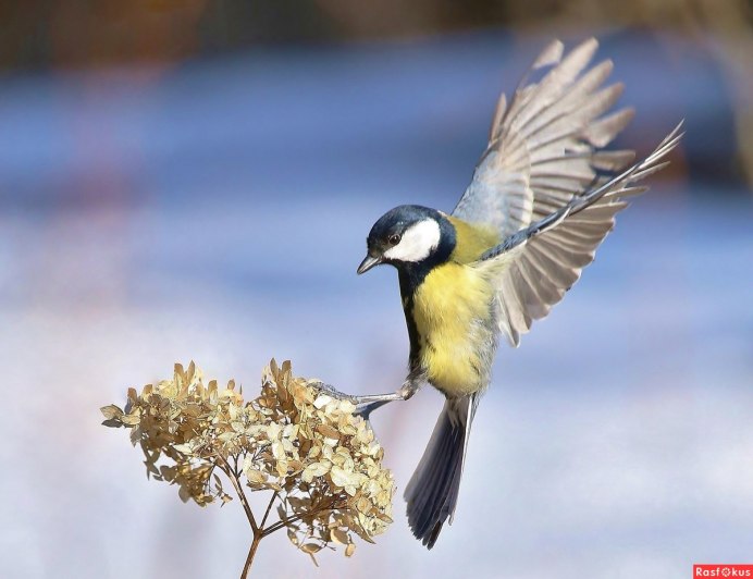 Белощекая синица