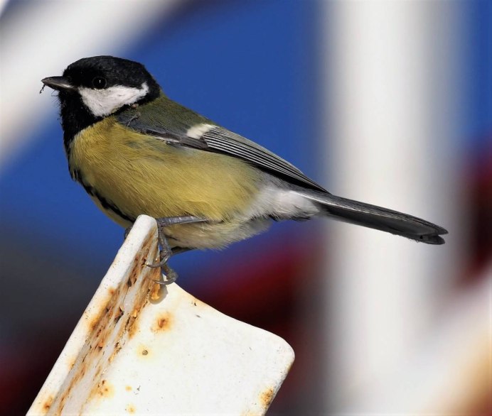 Городская синица