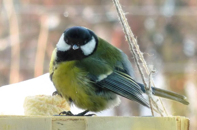 Любимый корм синиц