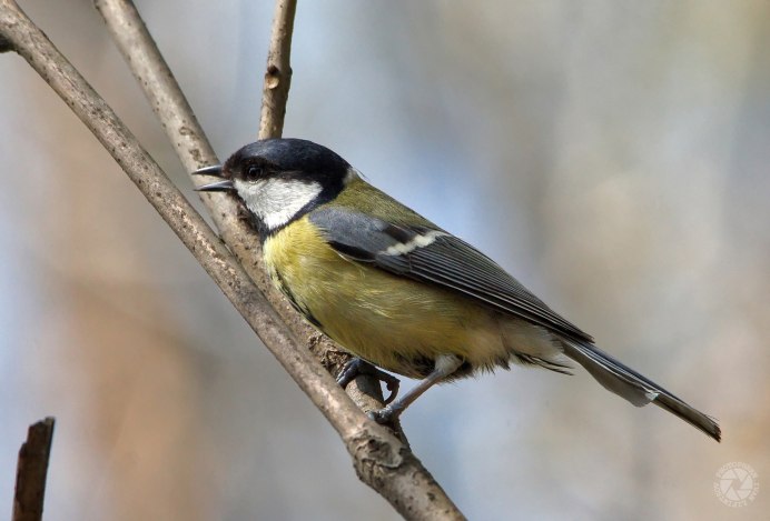 Лесная синичка