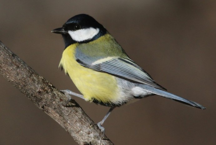 Синица на дереве