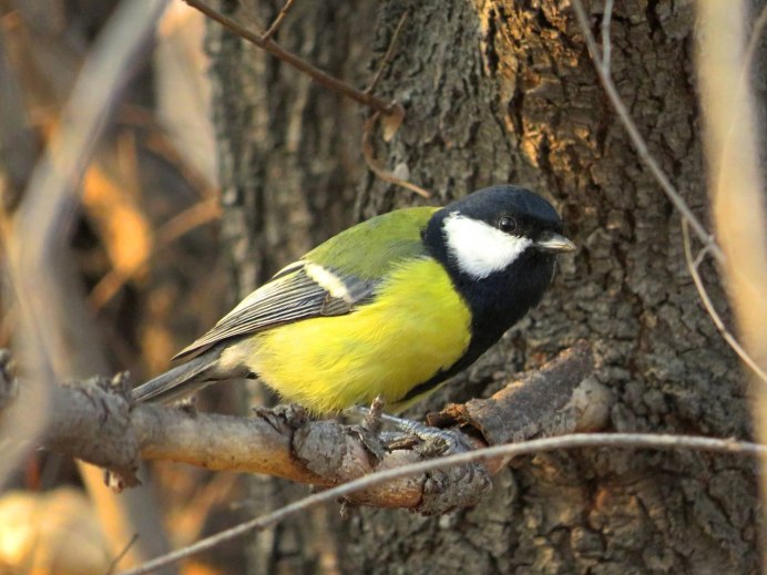 Красивая синичка