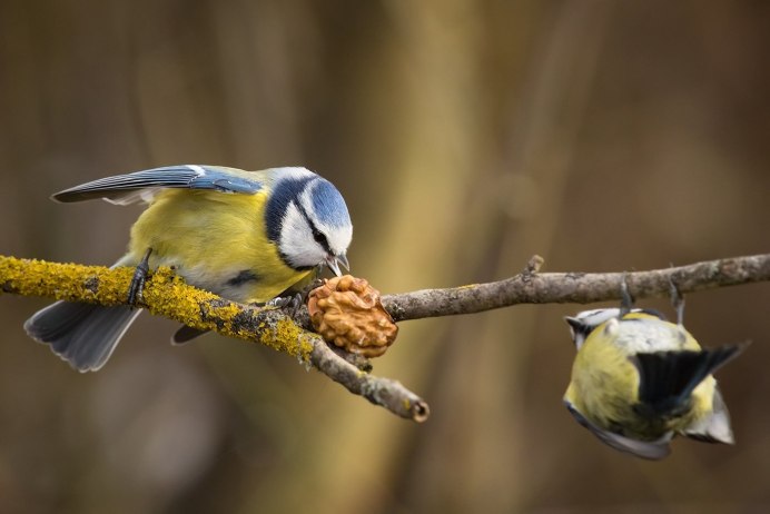 Доброе утро синички
