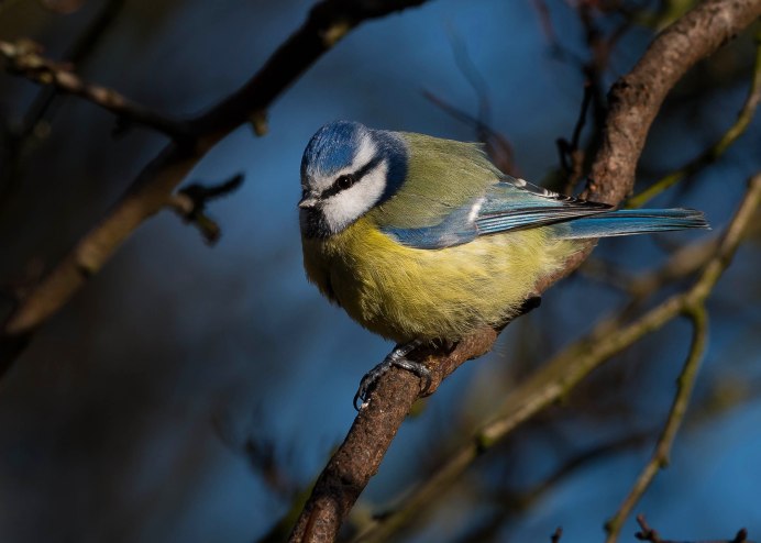 Лазоревка и большая синица